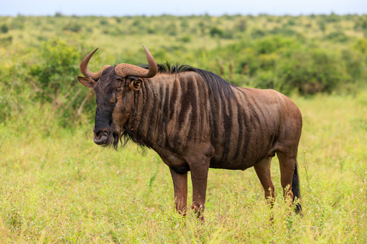 View of a blue wildebeest standing in the grassy savanna with green bushes in the background in Skukuza Mpumalanga South Africa. View of a blue wildebeest standing in the grassy savanna with green bushes in the background in Skukuza Mpumalanga South Africa.