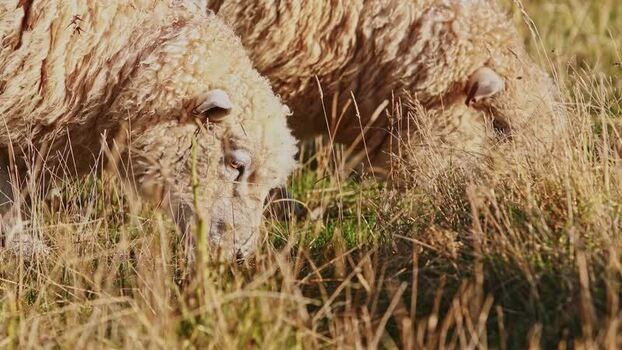 View of two sheep grazing in a field New Zealand.