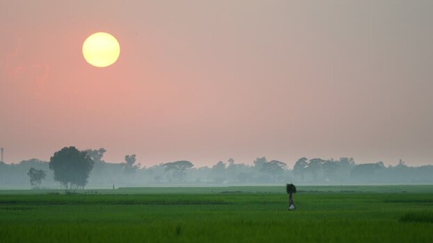 View of a farmer walking in a green rice field at sunrise Bangladesh. View of a farmer walking in a green rice field at sunrise Bangladesh.