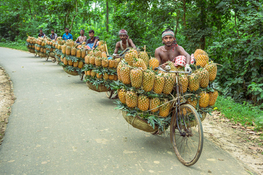 Jalchatro Dhaka Division Bangladesh 14 July 2026 View of men riding bicycles loaded with baskets of fresh pineapples along a road near Jalchotro Bazar.