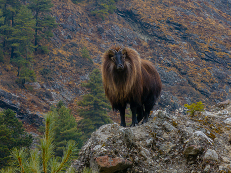 Aerial view of a Himalayan Tahr standing on a rocky mountain slope with pine trees and rugged terrain in Nepal.