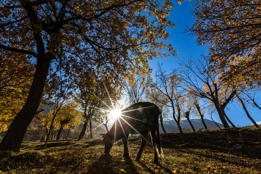 View of a cow grazing in a field surrounded by golden autumn trees with a sunburst effect in the Hunza Valley Karimabad Gilgit Baltistan Pakistan.