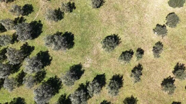 Aerial view of olive groves and grasses Spain.
