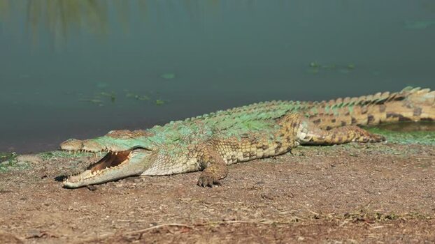 View of a crocodile in Kruger National Park South Africa.