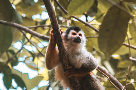 View of a squirrel monkey perched on a tree branch in the lush rainforest of Costa Rica.