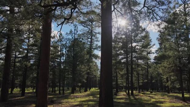 Aerial view of dense pine forest in Flagstaff United States. Aerial view of dense pine forest in Flagstaff United States.