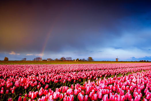 View of a vast field of pink tulips under a dramatic stormy sky with a rainbow and a traditional windmill in the distance in the Netherlands. View of a vast field of pink tulips under a dramatic stormy sky with a rainbow and a traditional windmill in the distance in the Netherlands.