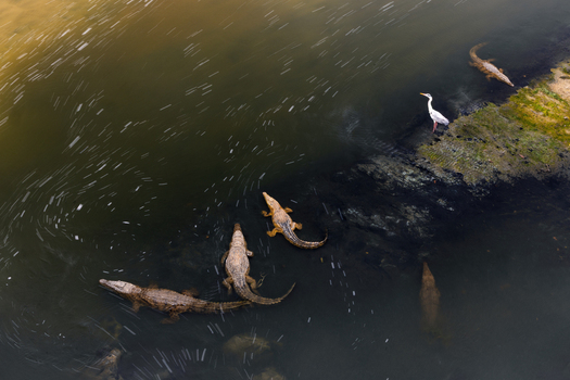 Aerial view of crocodiles lurking in the murky waters a white heron standing vigilant on the grassy bank contrasting life and stillness Kruger National Park Mpumalanga South Africa.