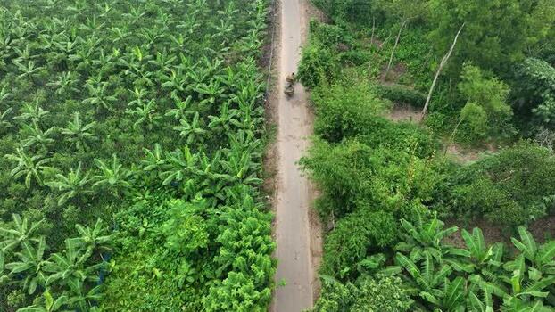 Aerial view of a road through banana plantations Bangladesh. Aerial view of a road through banana plantations Bangladesh.