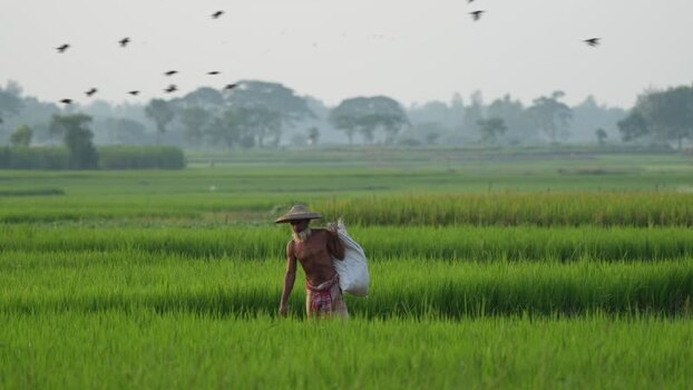 View of a farmer walking through green rice fields Bangladesh. View of a farmer walking through green rice fields Bangladesh.