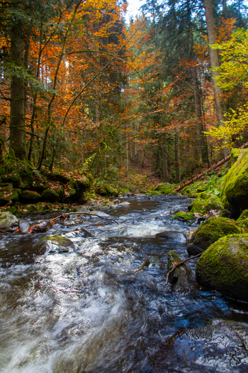 View of the Ravennaschlucht stream flowing through a dense forest with vibrant autumn foliage and mossy rocks in Breitnau Baden Wurttemberg Germany. View of the Ravennaschlucht stream flowing through a dense forest with vibrant autumn foliage and mossy rocks in Breitnau Baden Wurttemberg Germany.