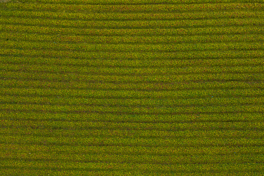 Aerial view of strawberry rows in a field in Sylte More og Romsdal Norway. Aerial view of strawberry rows in a field in Sylte More og Romsdal Norway.