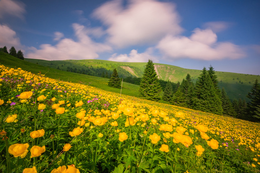 View of vibrant yellow globeflowers blooming on a lush green mountain meadow beneath Ploska peak in Velka Fatra National Park Bela Dulice Zilina Region Slovakia.