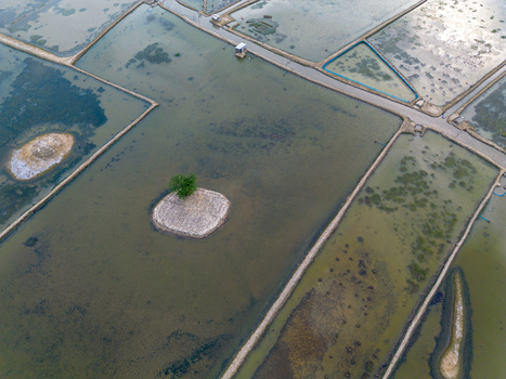 Aerial view of flooded shrimp farms with a single green tree on a small island and narrow embankments in Gabura Union Khulna Division Bangladesh. Aerial view of flooded shrimp farms with a single green tree on a small island and narrow embankments in Gabura Union Khulna Division Bangladesh.