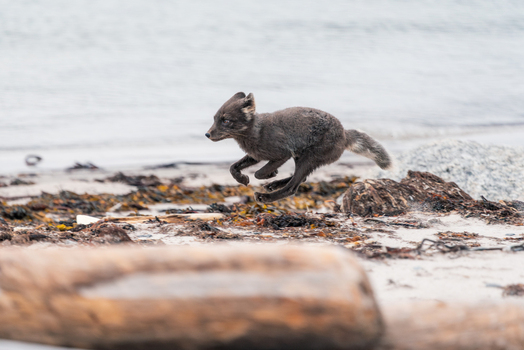 Svalbard and Jan Mayen 21 July 2025 View of an Arctic fox in its dark summer coat running across a sandy beach with seaweed and the ocean in the background. Svalbard and Jan Mayen 21 July 2025 View of an Arctic fox in its dark summer coat running across a sandy beach with seaweed and the ocean in the background.
