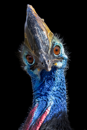 View of a Southern Cassowary showing its vibrant blue neck skin red wattles and prominent casque against a dark background in Selestat Grand Est France.