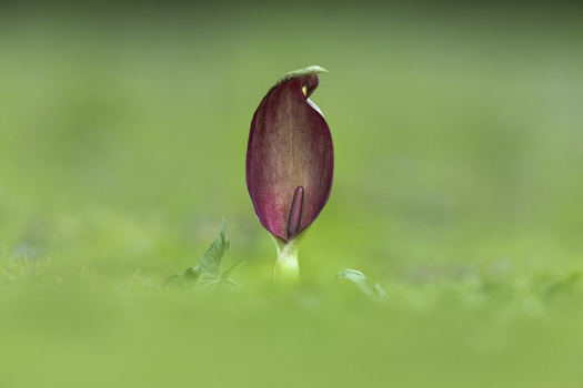 View of a Lords and Ladies plant with a distinct purple spathe and spadix rising from a lush green grassy field in Cambridgeshire United Kingdom. View of a Lords and Ladies plant with a distinct purple spathe and spadix rising from a lush green grassy field in Cambridgeshire United Kingdom.