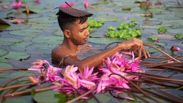 View of a man harvesting pink water lilies in a pond Bangladesh. View of a man harvesting pink water lilies in a pond Bangladesh.