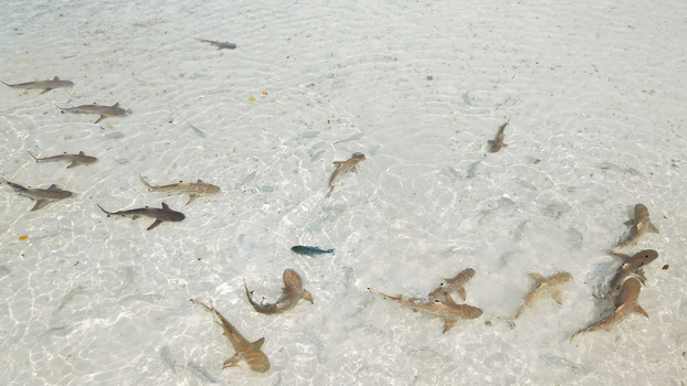 Aerial view of blacktip reef sharks swimming in the shallow crystal clear turquoise waters of Wajag Island Raja Ampat Southwest Papua Indonesia.