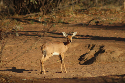 View of a steenbok standing in the dry sandy landscape of the Tumbeta Private Game Reserve in Thabazimbi Limpopo South Africa.