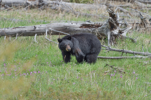 View of a black bear walking through a grassy meadow with wildflowers and fallen logs in Yellowstone National Park United States. View of a black bear walking through a grassy meadow with wildflowers and fallen logs in Yellowstone National Park United States.