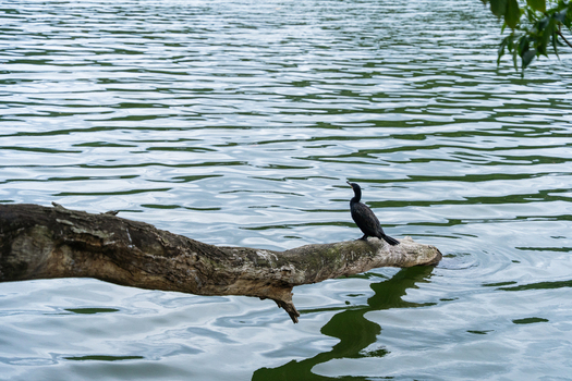 View of a black cormorant perched on a fallen tree branch over the calm rippling waters of Kandy Lake in Kandy Central Province Sri Lanka. View of a black cormorant perched on a fallen tree branch over the calm rippling waters of Kandy Lake in Kandy Central Province Sri Lanka.