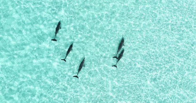 Aerial view of dolphins swimming in turquoise water Maldives.