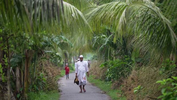 View of a man walking on a path lined with palm trees Bangladesh. View of a man walking on a path lined with palm trees Bangladesh.