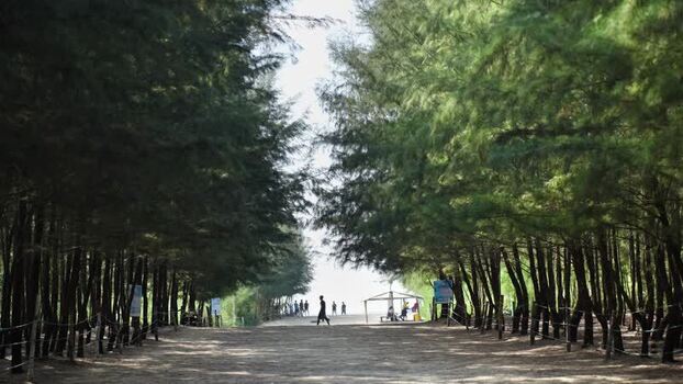 View of a pine forest path leading to the beach Bangladesh.