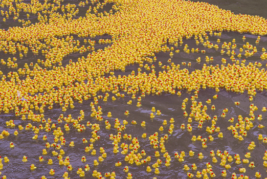 View of thousands of yellow rubber ducks floating in the water in Honolulu Hawaii United States.