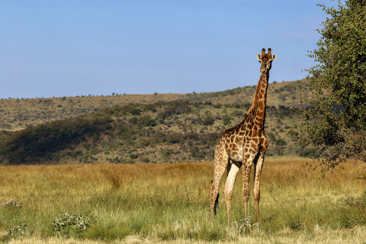 View of a giraffe standing in the savanna with rolling hills and a clear blue sky in the background Waterberg District Municipality Limpopo South Africa.