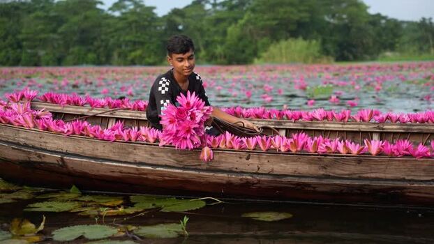View of a man in a boat filled with pink water lilies Bangladesh. View of a man in a boat filled with pink water lilies Bangladesh.