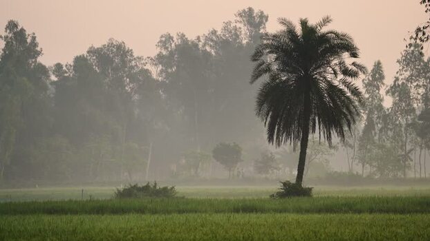 View of a lone palm tree in a misty field in Bogura Bangladesh.