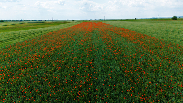 Aerial view of a vibrant strip of red poppies blooming in a vast green agricultural field under a bright sky Novi Sad Vojvodina Serbia.