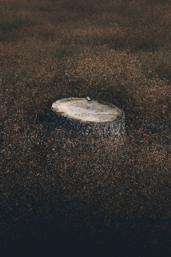 View of a weathered tree stump surrounded by dry tall grass in the rural landscape of Vormsi Laane County Estonia. View of a weathered tree stump surrounded by dry tall grass in the rural landscape of Vormsi Laane County Estonia.