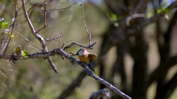 View of a white fronted bee eater perched on a branch South Africa.