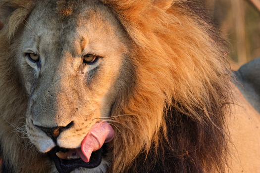 View of a majestic male lion licking its lips with its pink tongue showing featuring a thick mane in the warm golden light Waterberg District Municipality Limpopo South Africa.