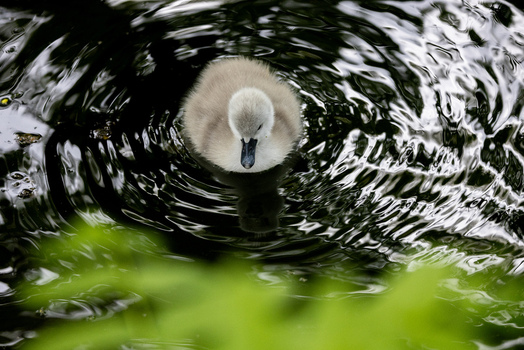View of a fluffy grey swan cygnet swimming in dark water with circular ripples Mulhouse Grand Est France.
