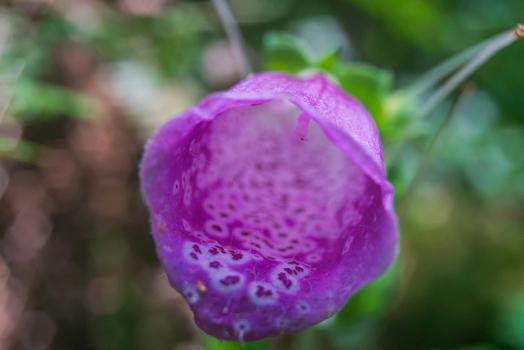 View of a vibrant purple foxglove flower with intricate spotted patterns inside its bell shaped bloom captured in a soft focus garden setting in Looe Cornwall United Kingdom. View of a vibrant purple foxglove flower with intricate spotted patterns inside its bell shaped bloom captured in a soft focus garden setting in Looe Cornwall United Kingdom.