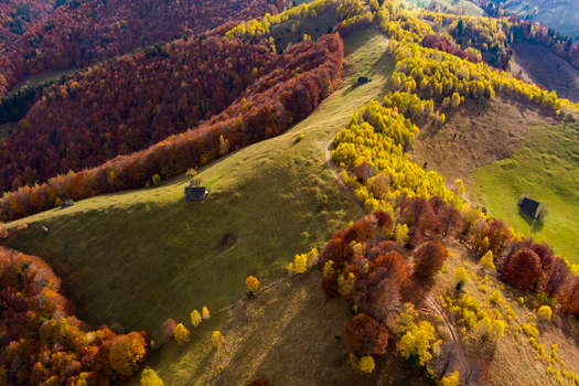 Aerial view of rolling hills covered in vibrant autumn foliage with small wooden cabins and a winding dirt path in the rural landscape of Bran Brasov Romania. Aerial view of rolling hills covered in vibrant autumn foliage with small wooden cabins and a winding dirt path in the rural landscape of Bran Brasov Romania.