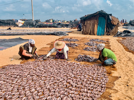 Sri Lanka 19 April 2024 View of women drying fish on mats on a sandy beach with traditional huts in the background under a blue sky.