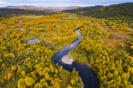 Aerial view of the Ljusnan river winding through a vibrant autumn forest with golden birch trees meadows and rolling hills in Bruksvallarna Jamtland County Sweden. Aerial view of the Ljusnan river winding through a vibrant autumn forest with golden birch trees meadows and rolling hills in Bruksvallarna Jamtland County Sweden.