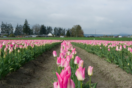 View of rows of pink tulips in a field with green foliage and a distant treeline under a cloudy sky in La Conner Washington United States.