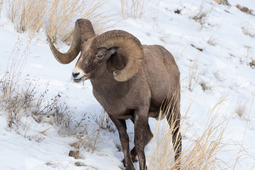 View of a bighorn sheep with large curved horns grazing on dry grass in a snowy landscape at Yellowstone National Park United States. View of a bighorn sheep with large curved horns grazing on dry grass in a snowy landscape at Yellowstone National Park United States.