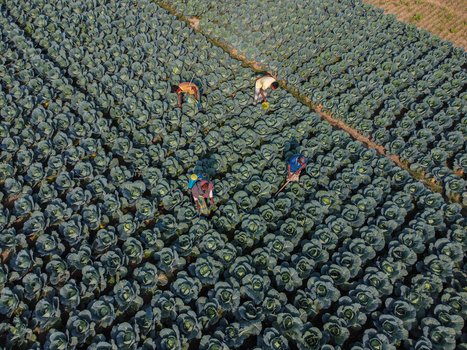 Joypurhat Bangladesh 12 June 2026 Aerial view of farmers working in a vast cabbage field with rows of green vegetables under bright sunlight.