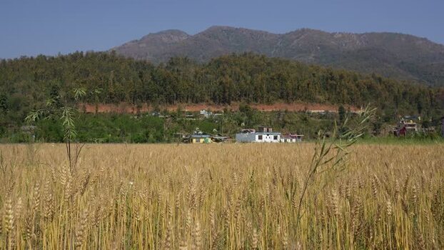 View of a golden wheat field with mountains in the background Nepal.