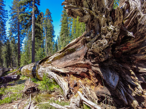 View of a massive fallen giant sequoia tree with its uprooted base in the foreground and a dense evergreen forest under a clear blue sky in Yosemite National Park California United States. View of a massive fallen giant sequoia tree with its uprooted base in the foreground and a dense evergreen forest under a clear blue sky in Yosemite National Park California United States.