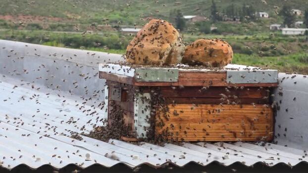 View of honeybee swarm entering a wooden hive in South Africa.