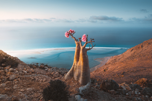 View of a blooming Desert Rose tree on a rocky hillside overlooking a turquoise bay in Socotra Yemen. View of a blooming Desert Rose tree on a rocky hillside overlooking a turquoise bay in Socotra Yemen.