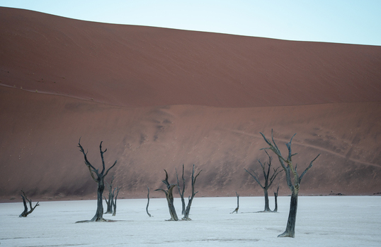 View of stark skeletal trees reach skyward from a cracked white pan against the backdrop of a massive terracotta dune Sossusvlei Hardap Region Namibia. View of stark skeletal trees reach skyward from a cracked white pan against the backdrop of a massive terracotta dune Sossusvlei Hardap Region Namibia.